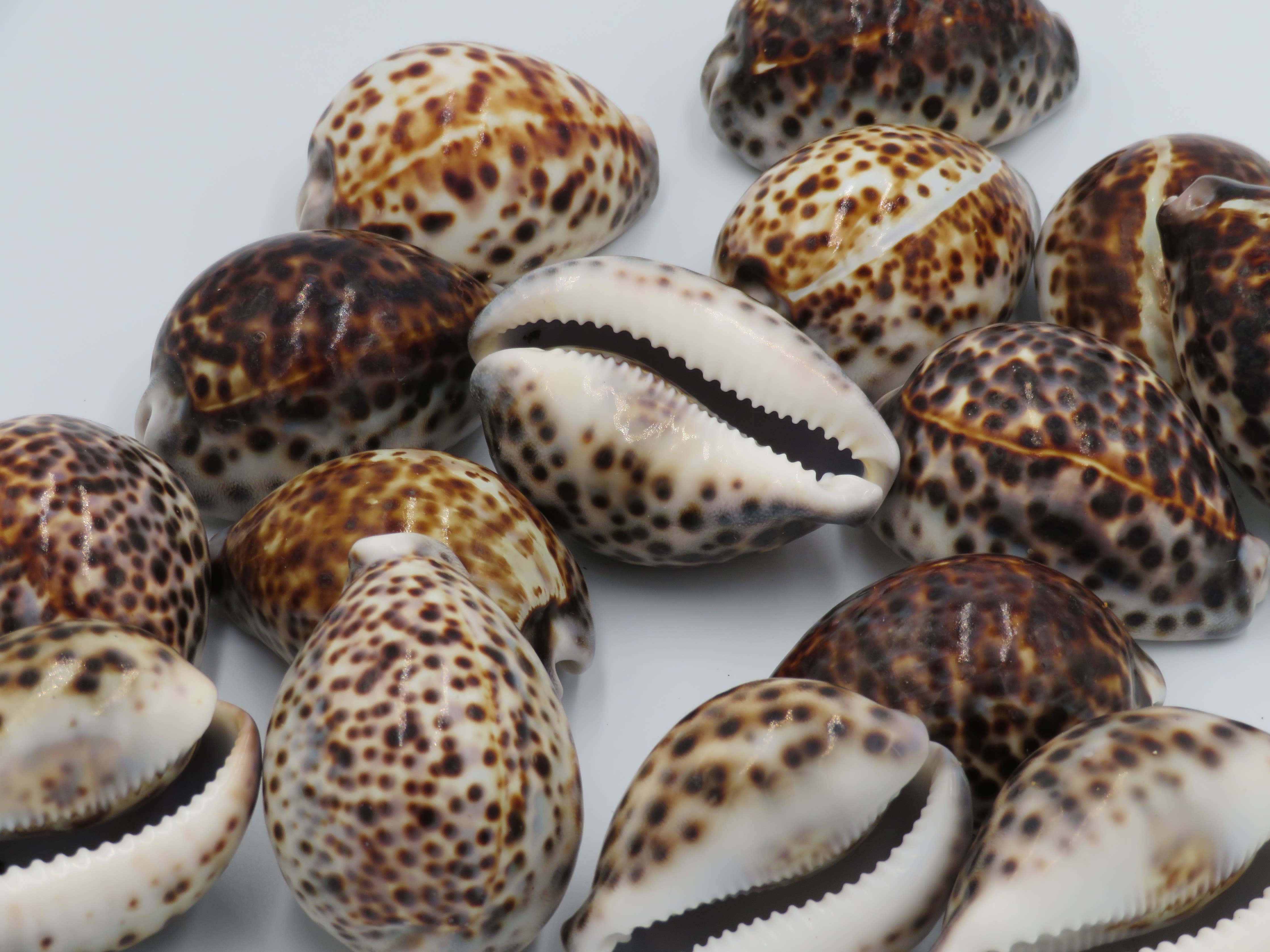 Tiger Cowie Shell