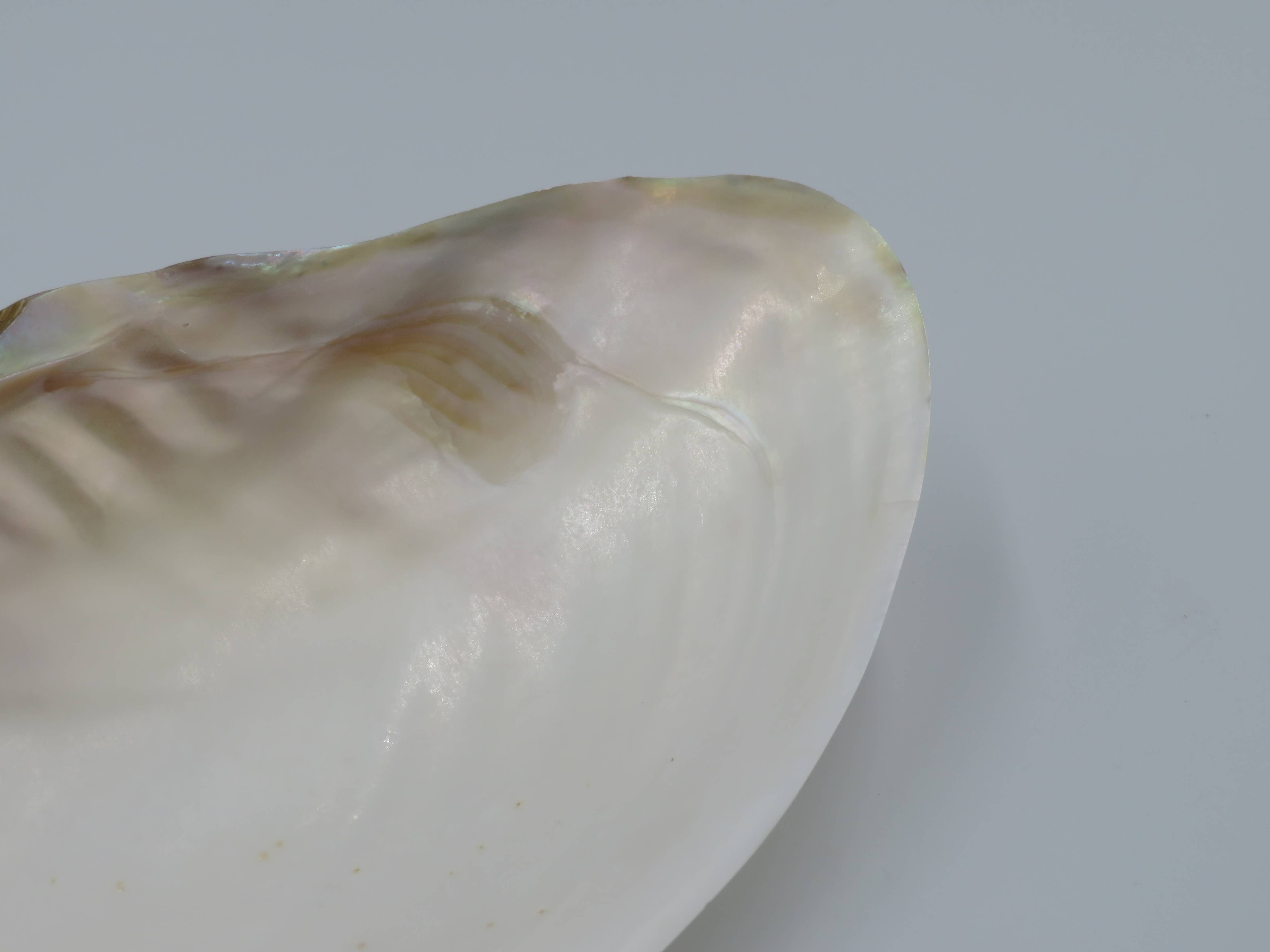 Kupang Shell | M