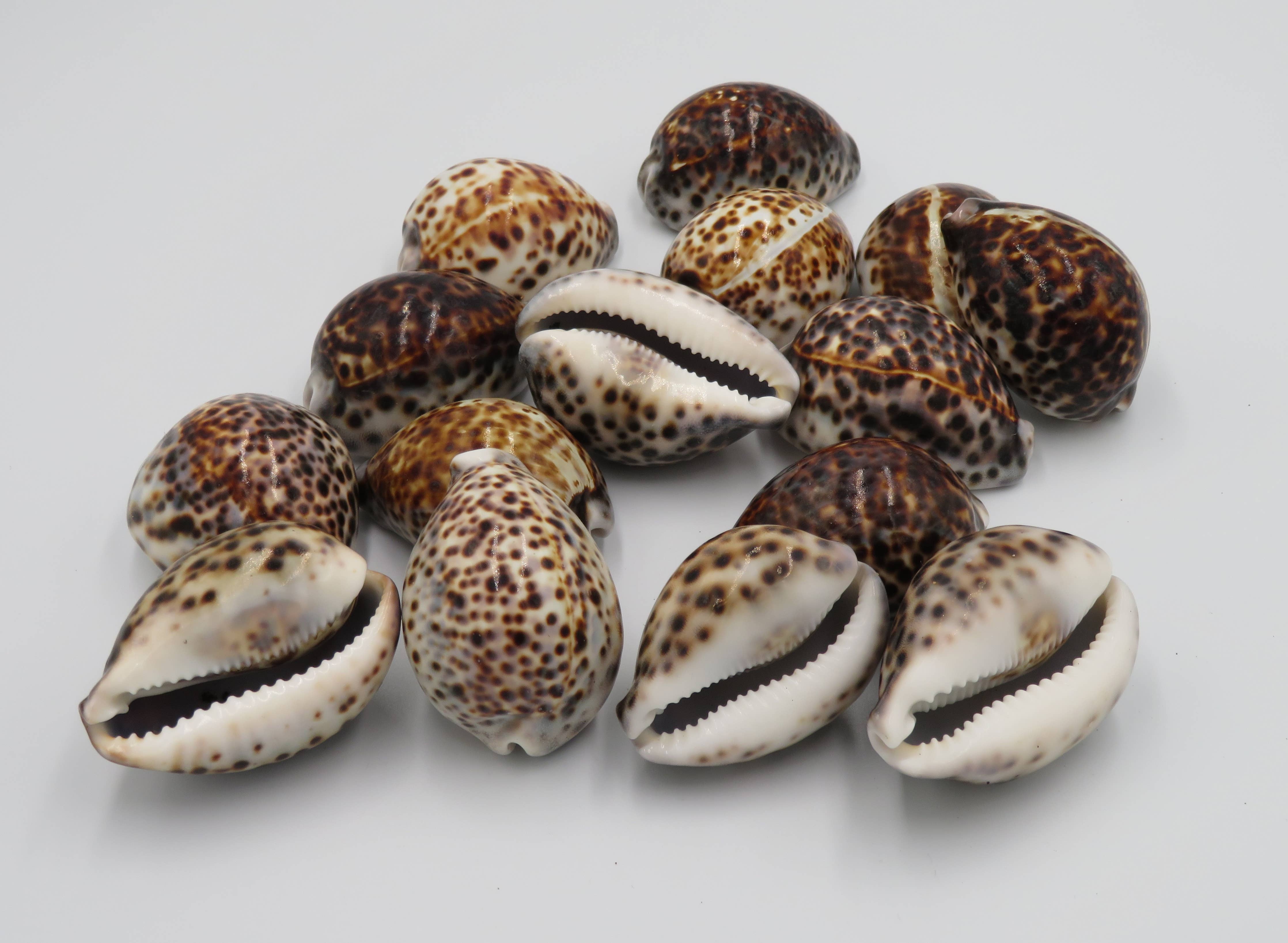 Tiger Cowie Shell