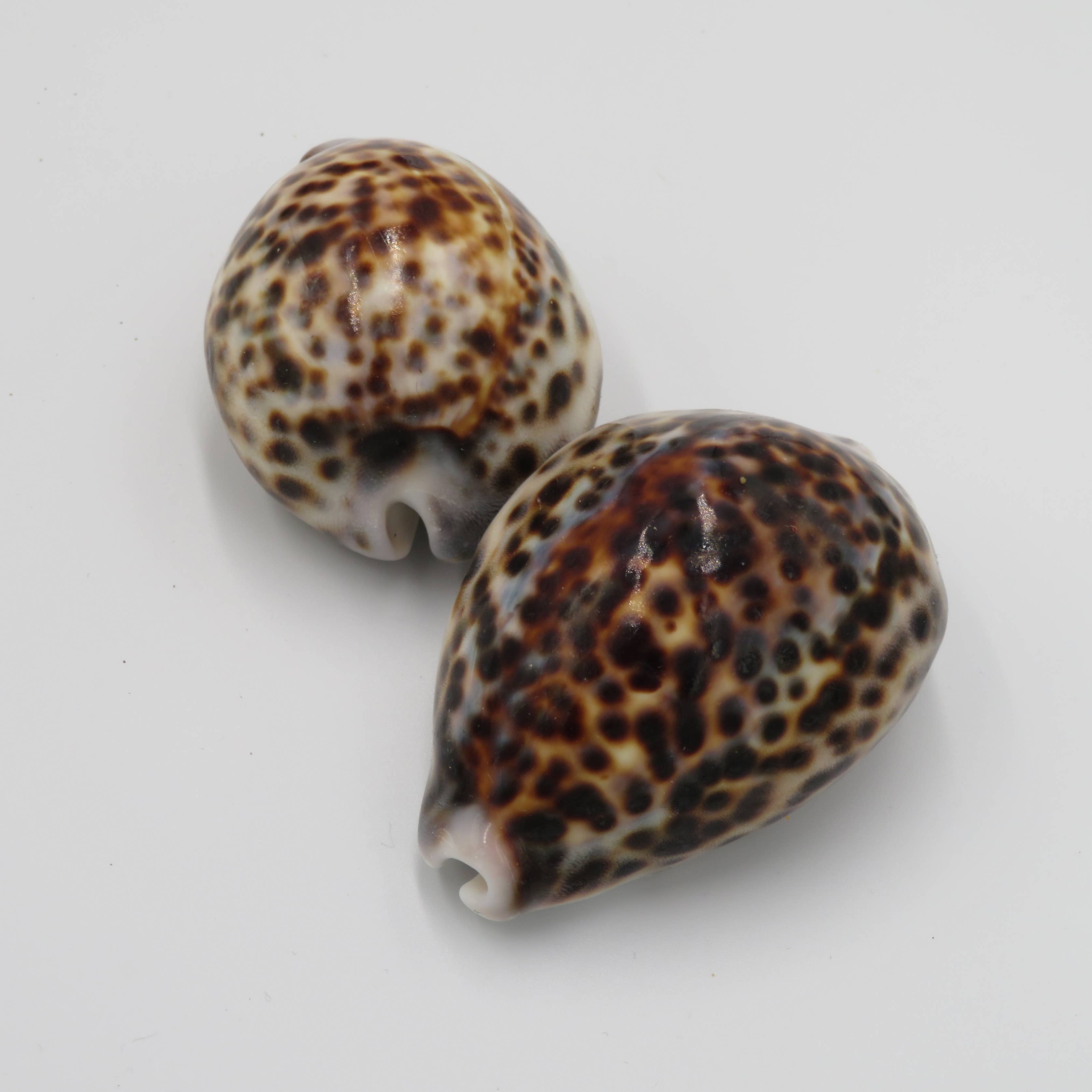 Tiger Cowie Shell