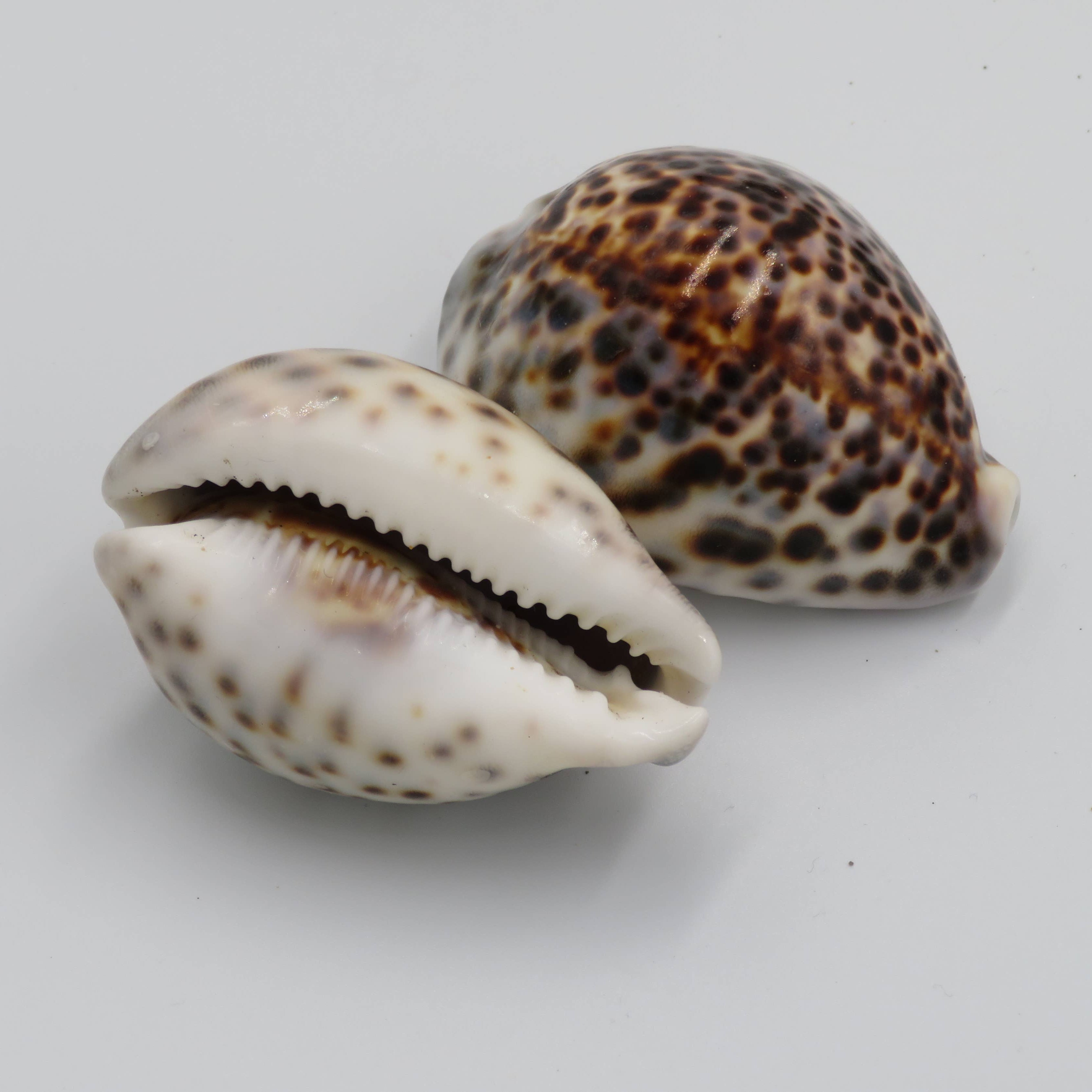 Tiger Cowie Shell