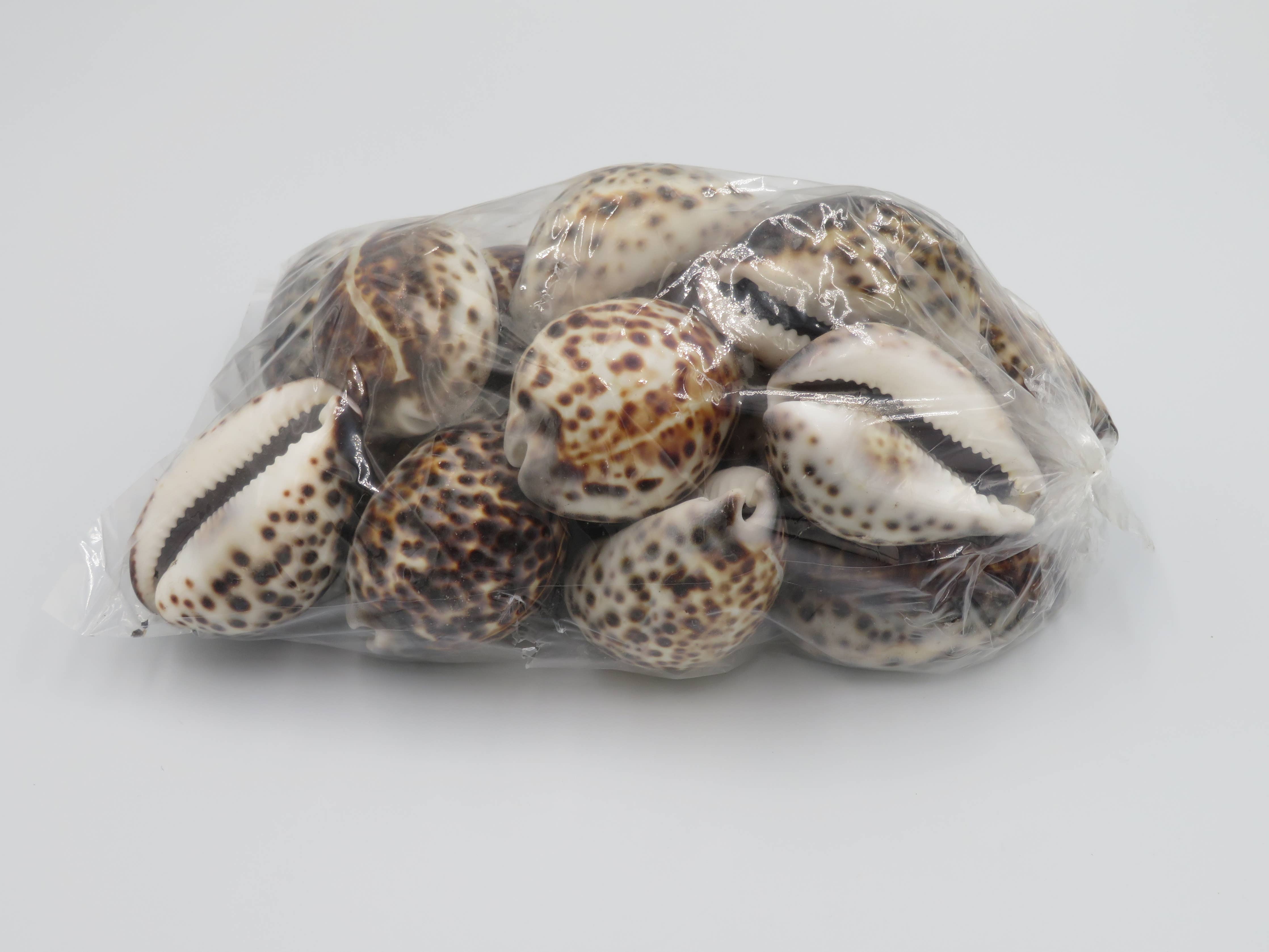 Tiger Cowie Shell