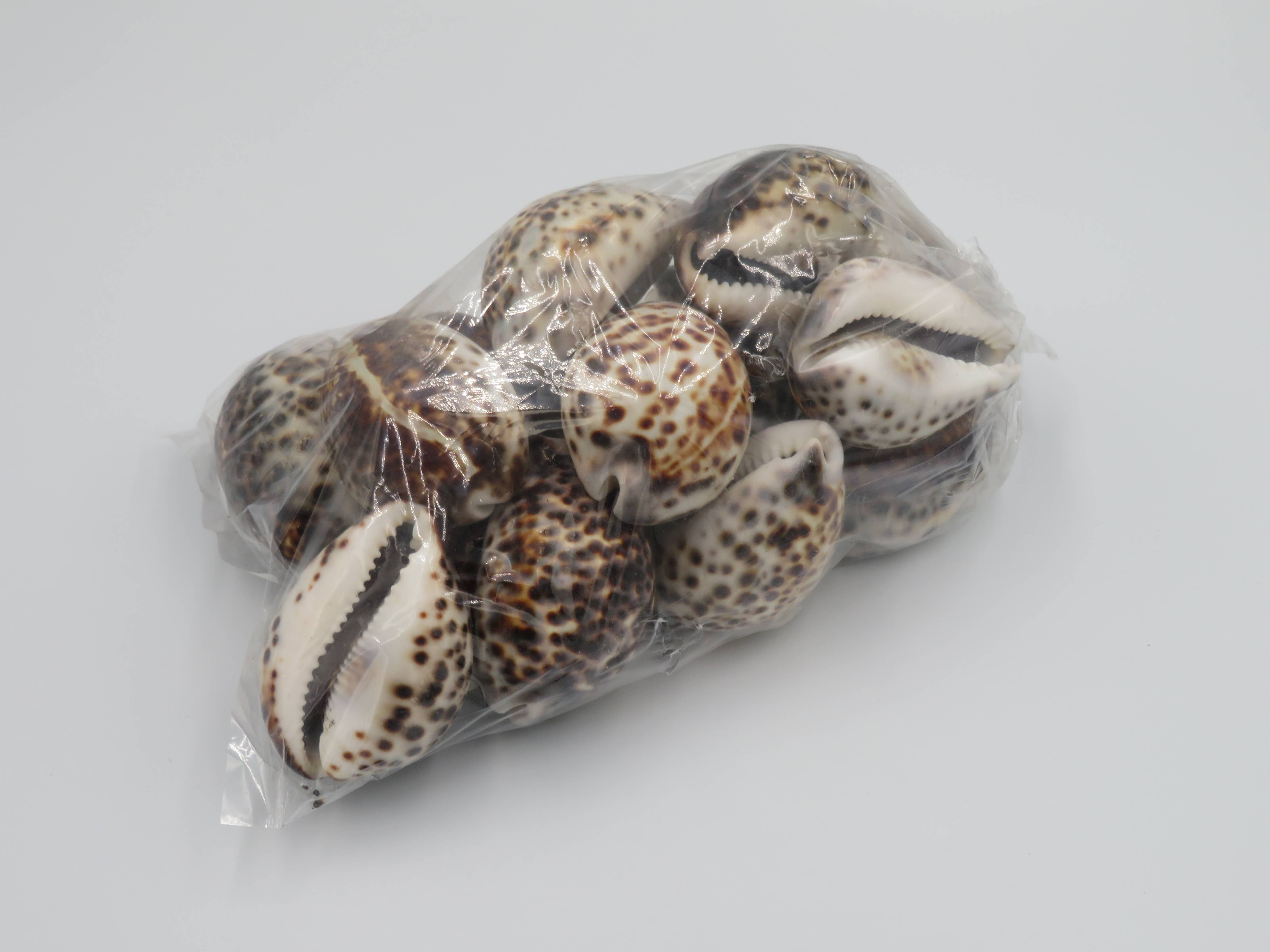 Tiger Cowie Shell