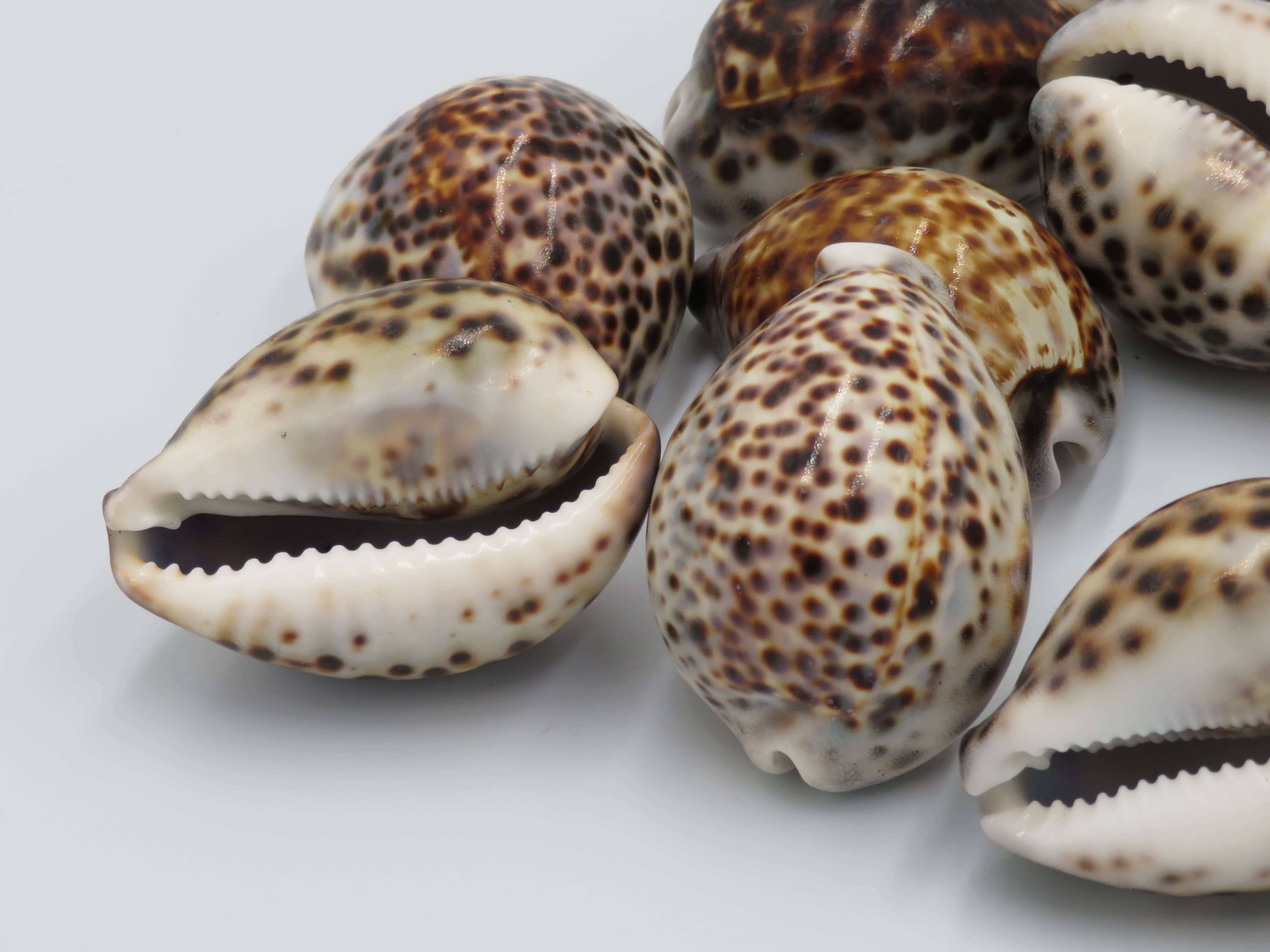 Tiger Cowie Shell